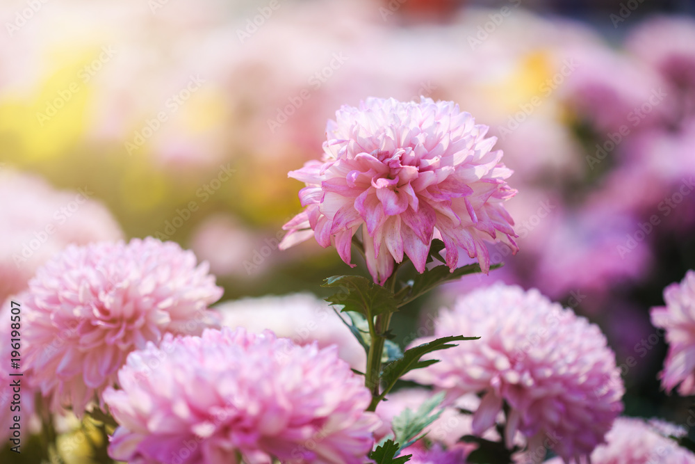 beautiful chrysanthemum flower blooming in garden