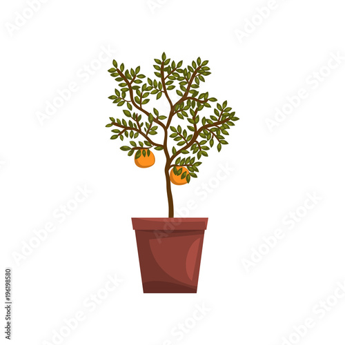 Kumquat indoor house plant in brown pot, element for decoration home interior vector Illustration on a white background