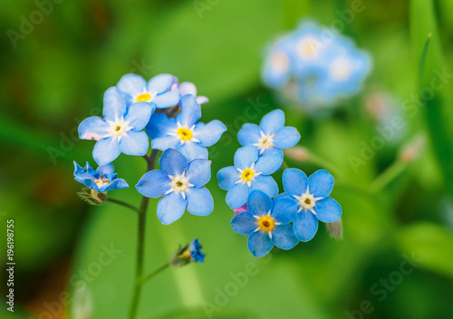 Water forget-me-not Myosotis scorpioides Myosotis palustris Myosotis flower photo