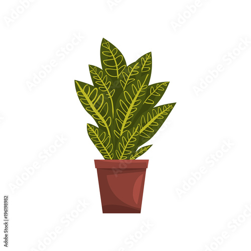 Codicium indoor house plant in brown pot, element for decoration home interior vector Illustration on a white background