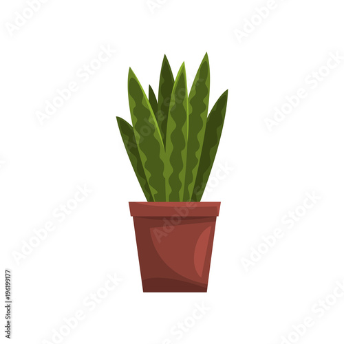 Snake indoor house plant in brown pot, element for decoration home interior vector Illustration on a white background