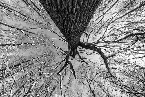 Monochrome photo of a grunge forest with trees and branches seen from below upwards during winter
