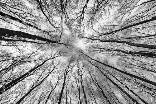 Monochrome photo of a grunge forest with trees and branches seen from below upwards during winter photo