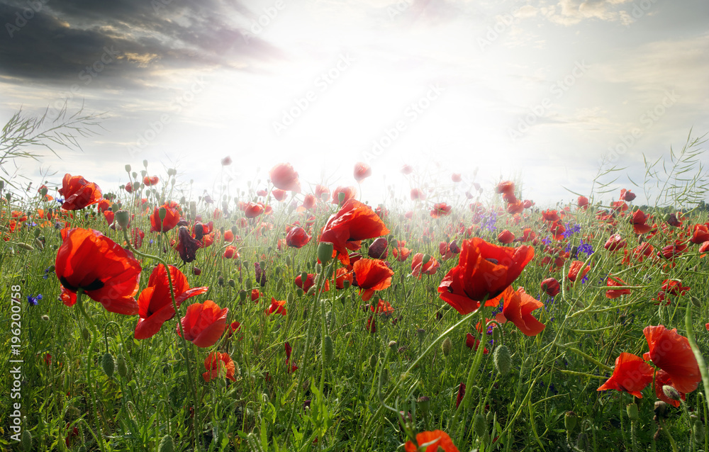 Obraz premium poppies