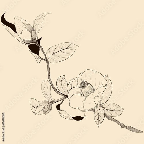 Vector background. Camellia - flowers and leaves. Perfumery and cosmetic plants. Wallpaper. Use printed materials, signs, posters, postcards, packaging. 