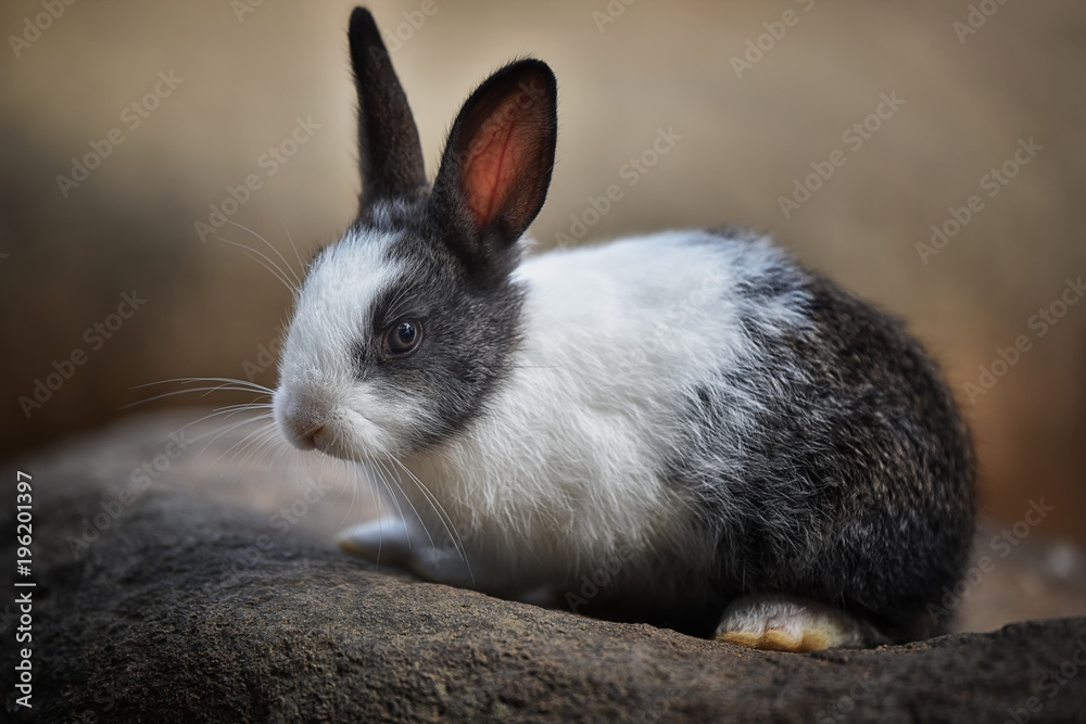 Little rabbit with white and gray hairs