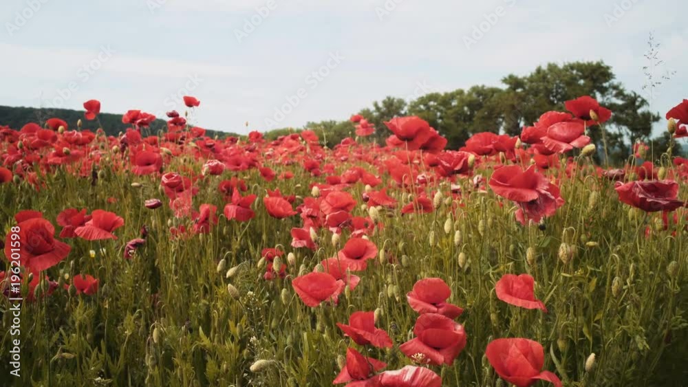 Poppy field. Sunset in the field. Sunrise opium field. Spring, summer beautiful red flowers. Field of red flowers. Poppy field. Sunset in the field. Sunrise opium field. Spring, summer beautiful red flowers. Field of red flowers.