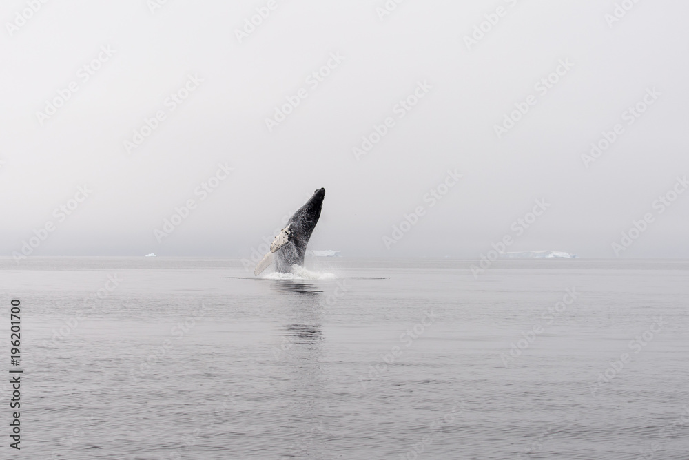 Fototapeta premium Humpback Whale Breaching in Antarctic sea