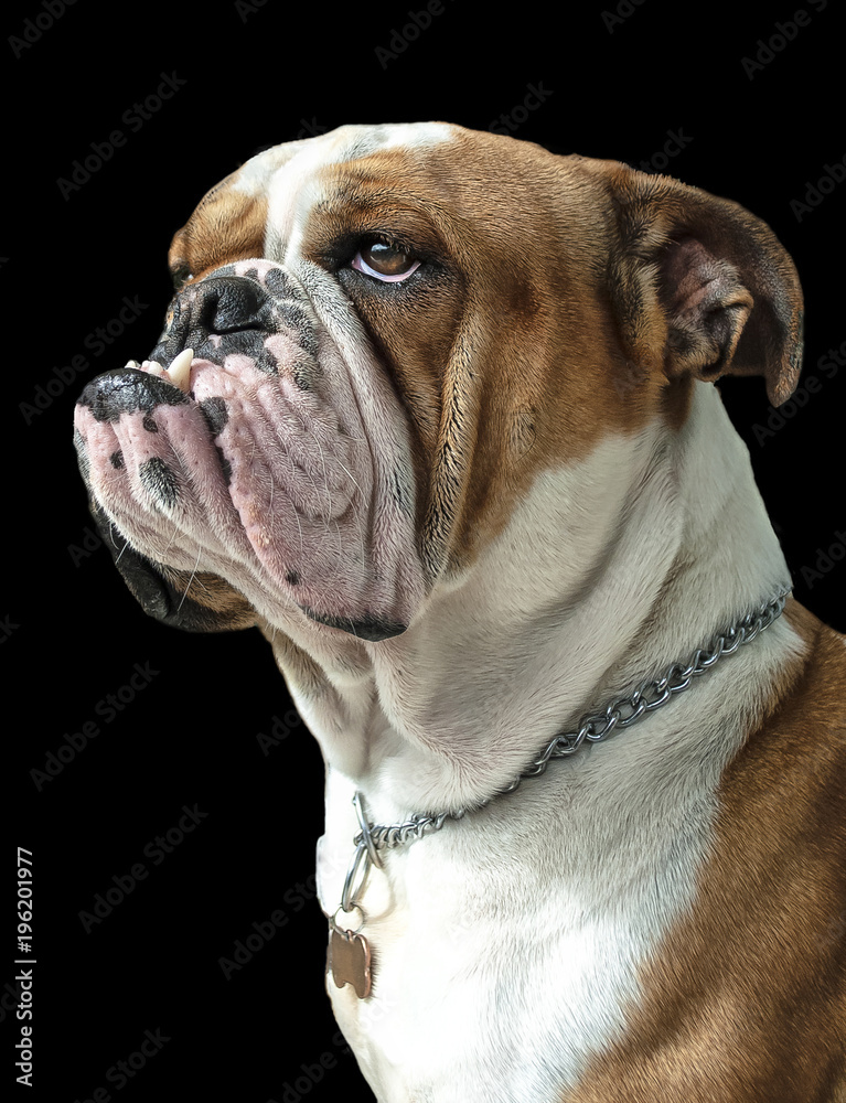 Bulldog Inglese Bulldog Inglese