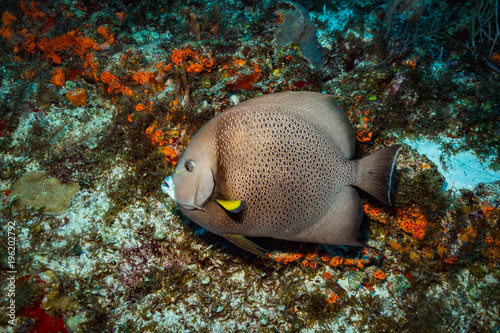 Fish on the reef © sergemi