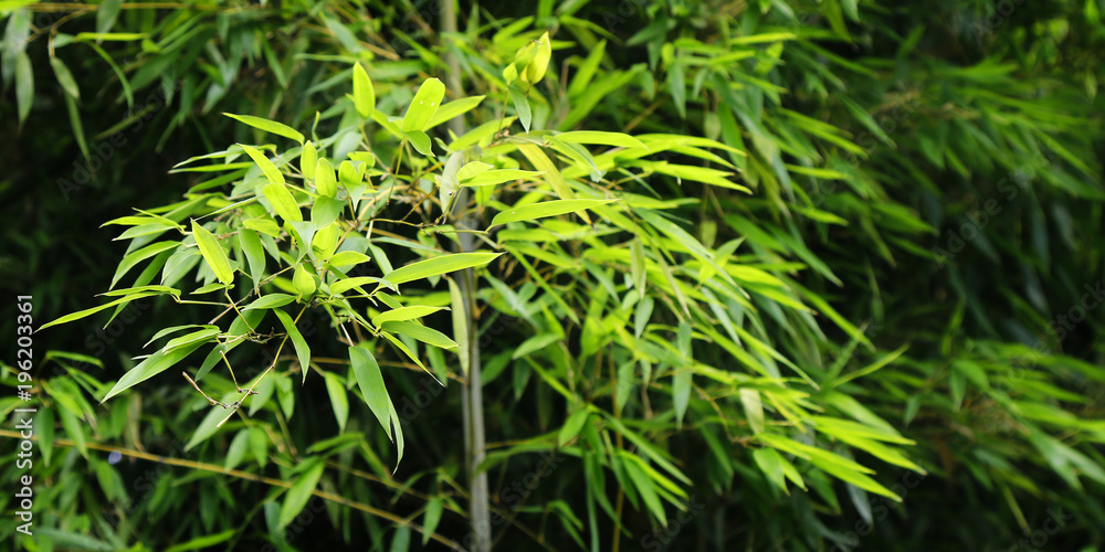 green bamboo leaves green bamboo leaves