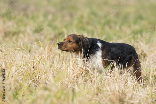 French Brittany Spaniel Hunting Dog
