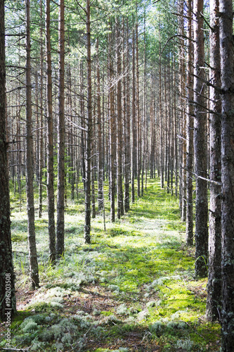 The trail in the pine forest