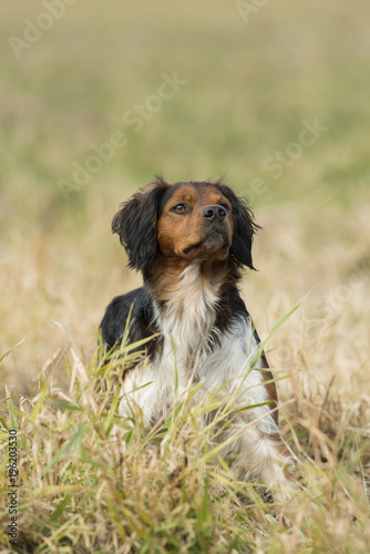 Fototapeta Naklejka Na Ścianę i Meble -  French Brittany Spaniel Hunting Dog