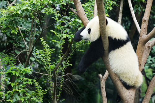 young panda in a tree 