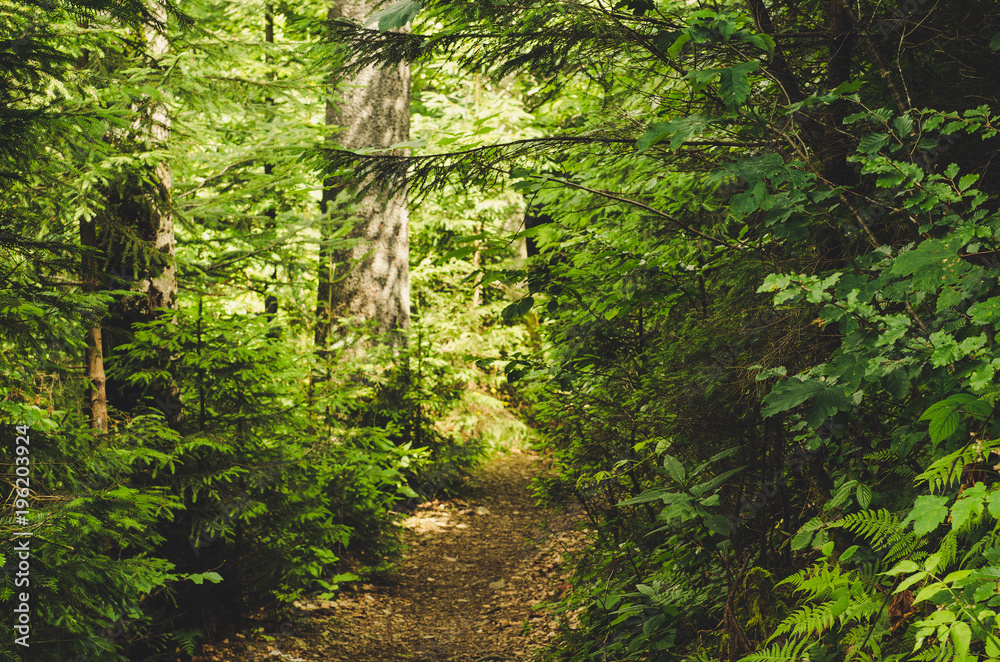 Obraz premium Summer green forest with path, natural outdoor seasonal background.
