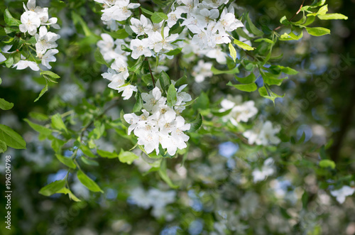 White flowers of apple blossoms on sunny spring day