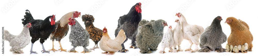 Naklejka premium grupa kurczaków
