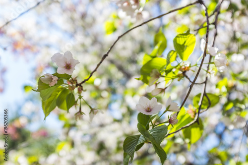 spring flower trees blooming in New York