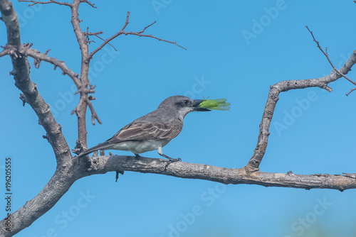 Grey Kingbird, bird eating a grasshopper on a branch, in Guadeloupe 