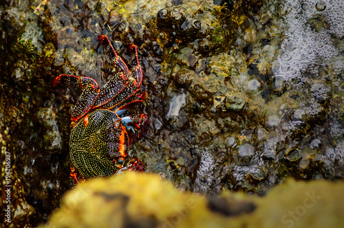 Florida crab on some coral © nomad2326