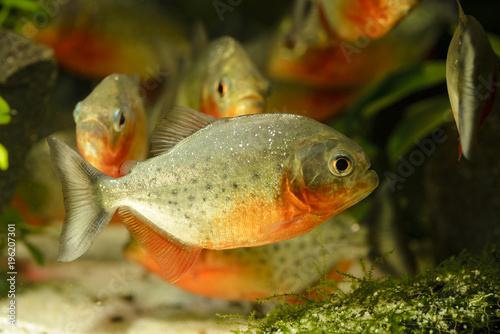 predatory pirani fish in the aquarium photo