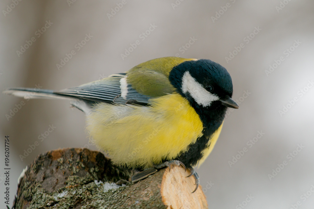 Great tit (Parus Major) sitting on the tree Great tit (Parus Major) sitting on the tree