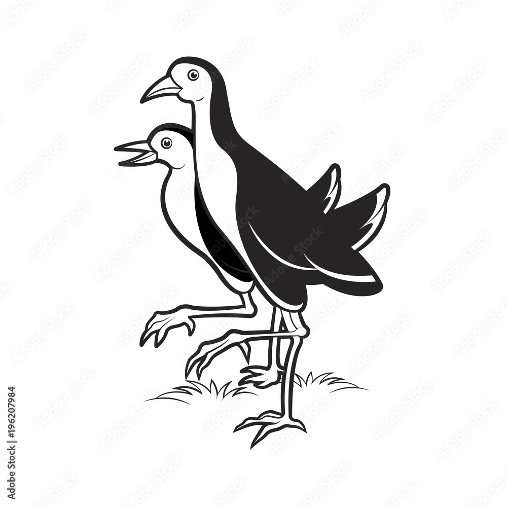 Obraz premium two water hens walking vector cartoon 