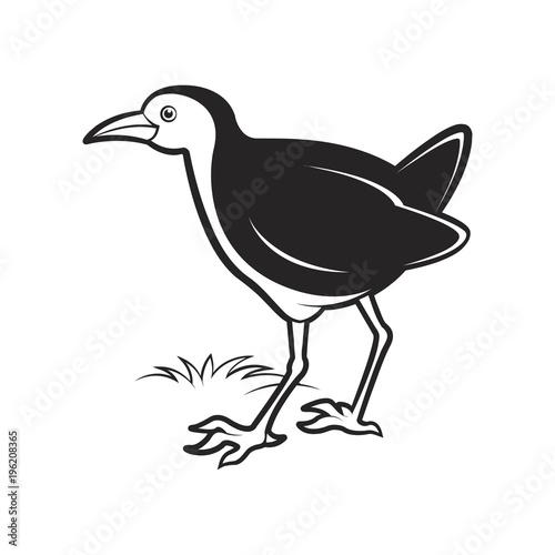 black and white water hen waiting and watching vector cartoon