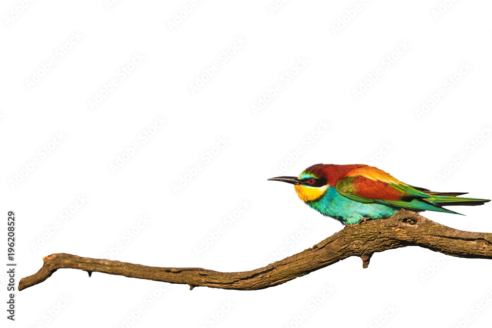 Obraz premium wonderful colored bird on branch dry wrinkled isolated on white