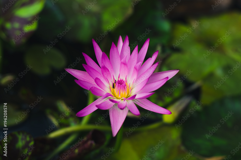 beautiful lotus flower in pond. beautiful lotus flower in pond.