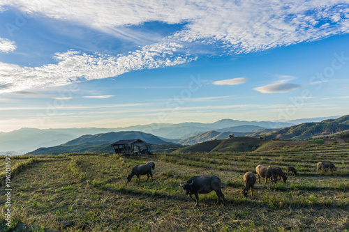 Many rice fields and buffalo landscape Chiang Mai Thailand © Tavaris