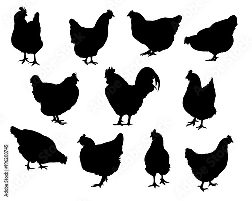 Set of realistic silhouettes hens and chickens - vector