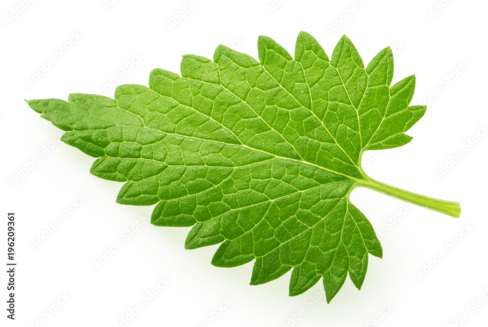 Obraz premium Lemon balm melissa leaf isolated on white