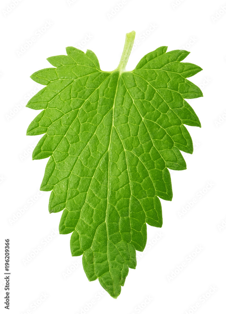 Fototapeta premium Lemon balm melissa leaf isolated on white