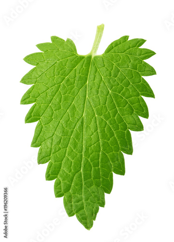 Lemon balm melissa leaf isolated on white