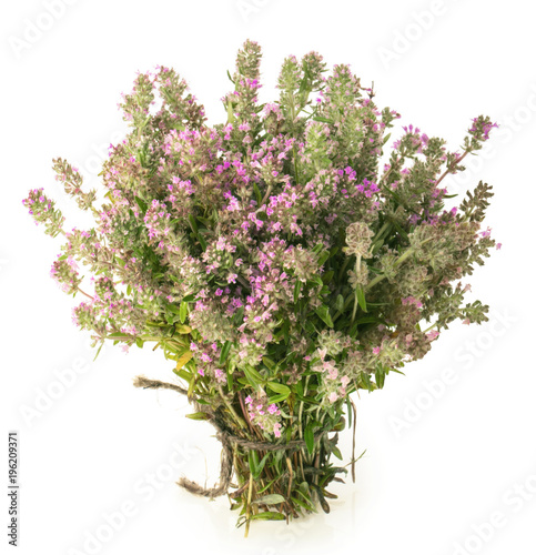 Wild Thyme  Thymus serpyllum  isolated on white background