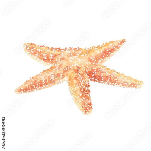 Watercolor illustration of starfish