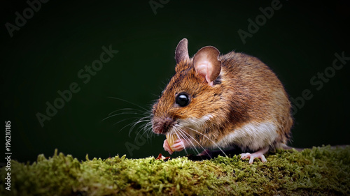Wild wood mouse (Apodemus sylvaticus) on a moss-covered branch.