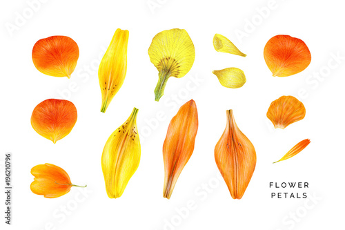 Set of yellow and orange petals. Rose, lily, iris, globeflower. Hand painted watercolor illustrations isolated on white.  Design elements for fabrics, invitations, clothes and other. photo