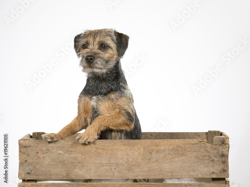 Border terrier dog sitting in an antique wooden apple box. Image taken in a studio. photo