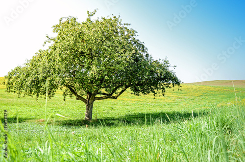 Apfelbaum im Sommer, Obstbaum auf einer Wiese mit Löwenzahn Photos