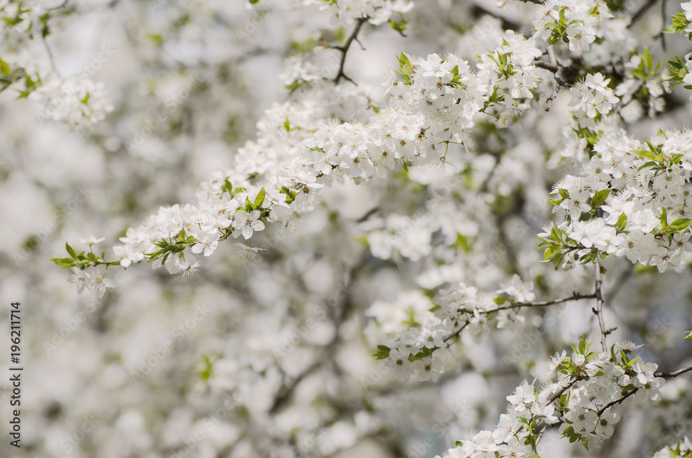 Spring seasonal background with blooming plum tree branches, natural seasonal floral background Spring seasonal background with blooming plum tree branches, natural seasonal floral background