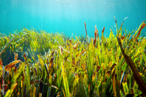 Underwater shot of bright green grass growing under the sea lit by sun light. Rhodes, Greece