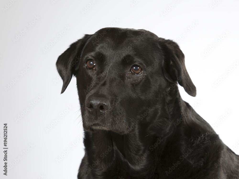 Black labrador dog portrait. Image taken in a studio with white background. Black labrador dog portrait. Image taken in a studio with white background.