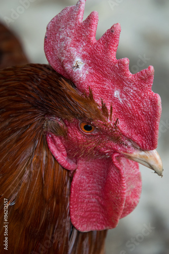 Close up of the rooster head