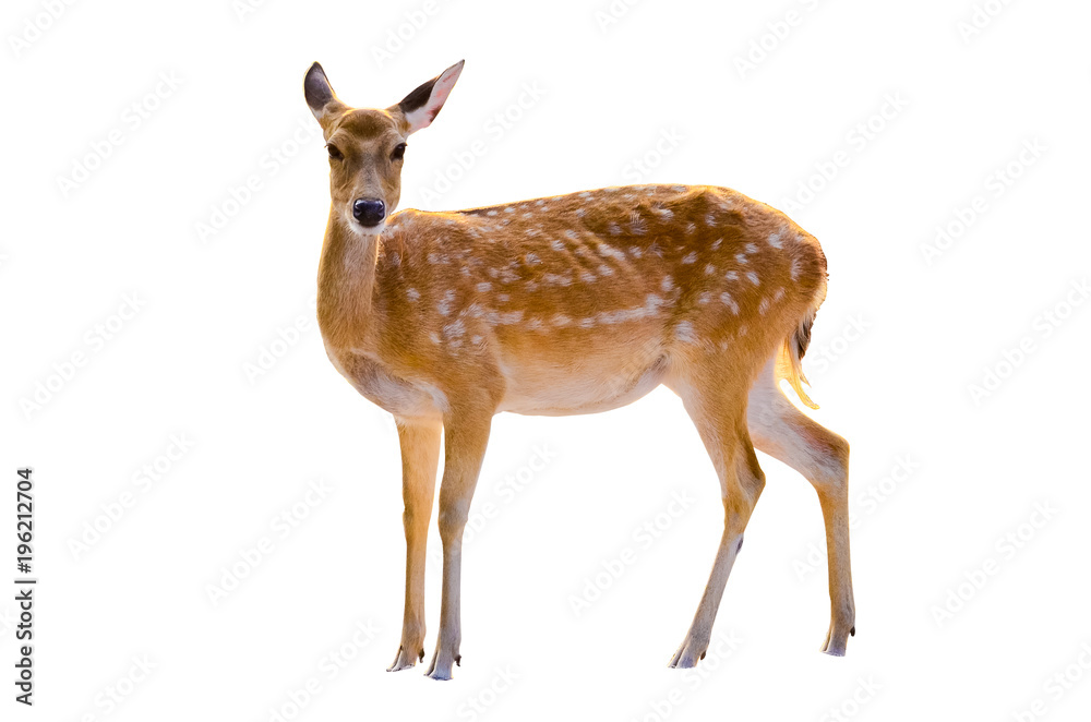 baby deer isolated in white background baby deer isolated in white background