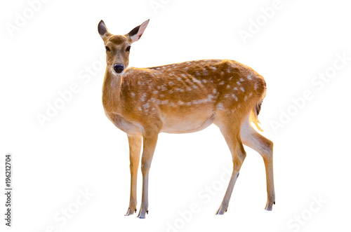 Vászonkép baby deer isolated in white background