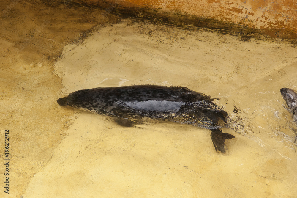 Fototapeta premium Lew morski w wodzie