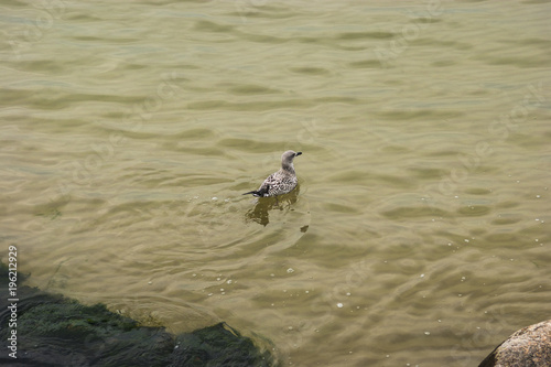 Bird on the water